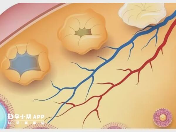 女性是否能自卵做试管主要看卵巢还有卵子没