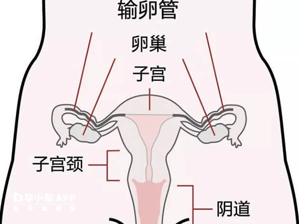 子宫切除时不一定会切除卵巢