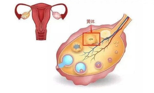 黄体功能不足影响试管成功率