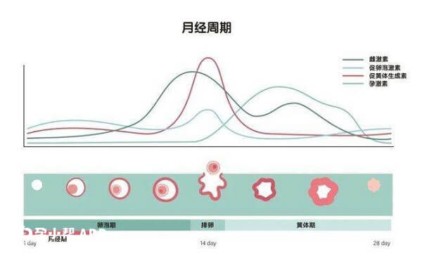 试管黄体期降低促排方案属于试管移植的一种