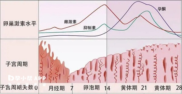 雌二醇不达标不适合做试管