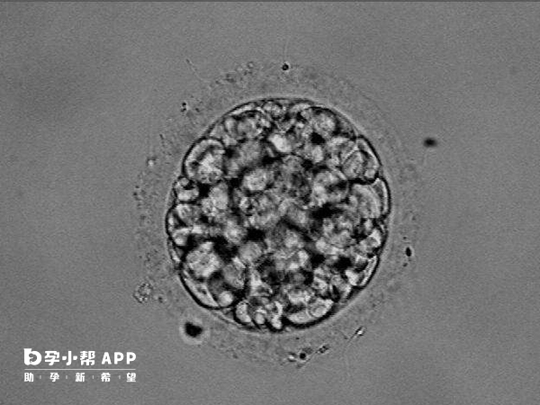 胚胎嵌合程度低于百分之四十可以考虑移植