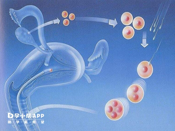 广东省人民医院已开展了试管婴儿技术