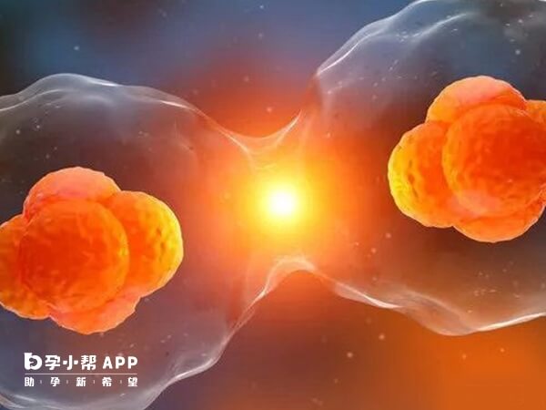 試管移植兩個胚胎可增加成功率