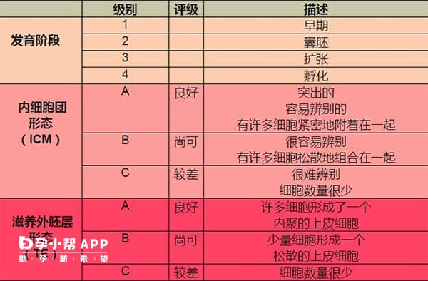 囊胚等级对照表