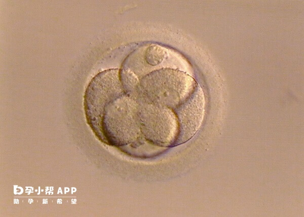 三代试管一般会将囊胚冷冻