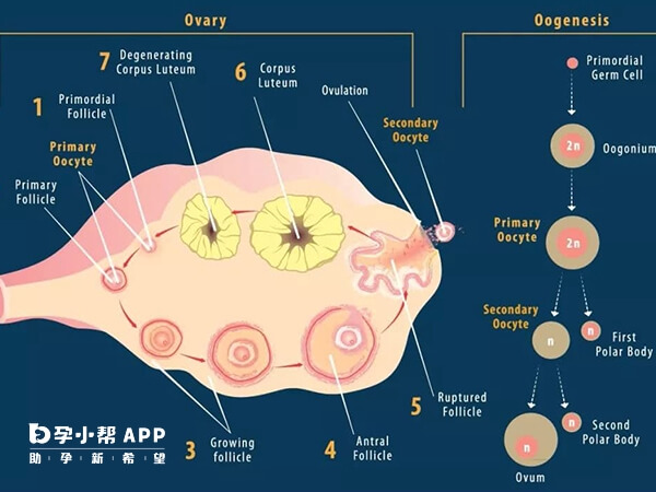 试管助孕需要8至15个卵子