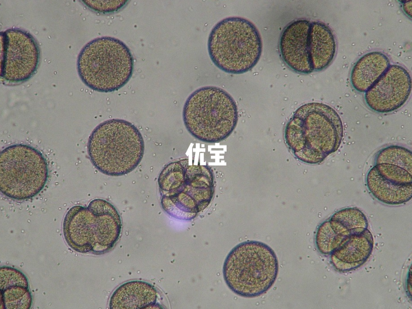 医保不能报销试管费用