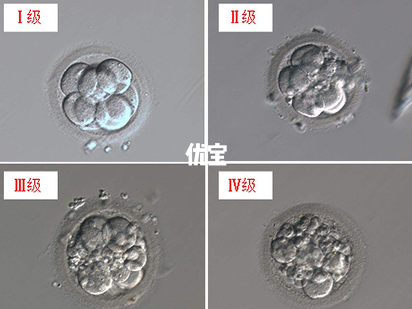 不同级别胚胎养囊成功率不一样