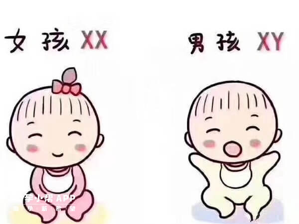 試管通常不能選胎兒性別
