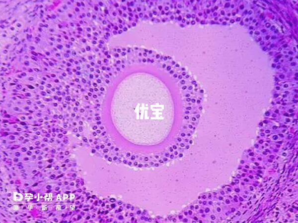 取卵子數量與女性年齡有關
