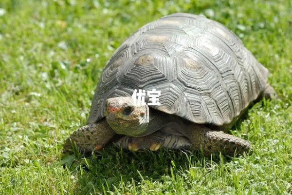 孕妇梦见乌龟预示生男孩