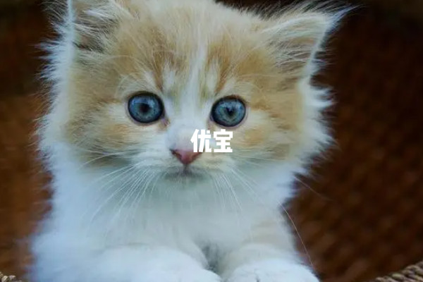 孕妇梦见猫咪与胎儿性别无关