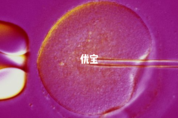 遵义医学院试管胚胎移植成功率高