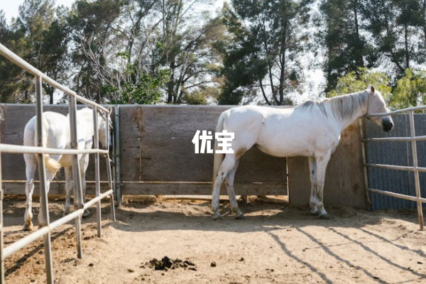 孕妇梦见马生男孩