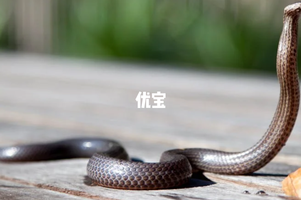 生肖蛇在蛇年容易犯太岁