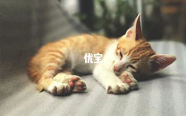 梦见猫可能预示着要添丁了