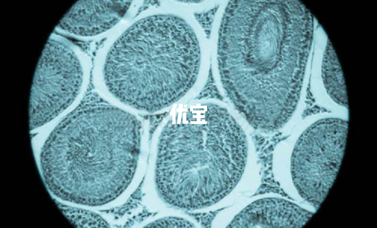 卵巢功能衰竭会影响卵泡发育