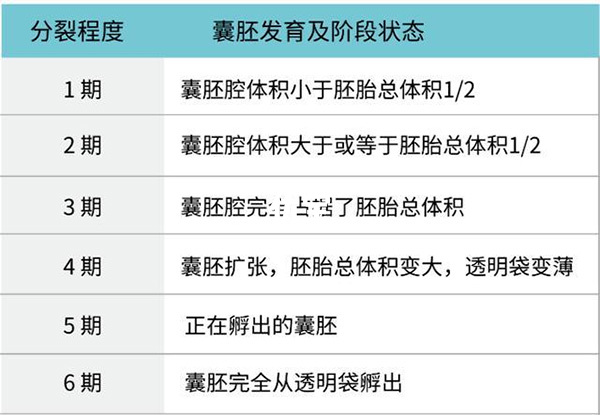 囊胚发育情况可划分等级