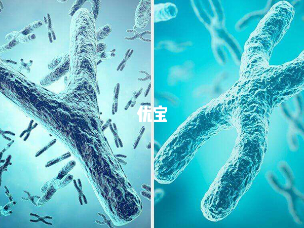 染色体DNA决定胎儿的性别