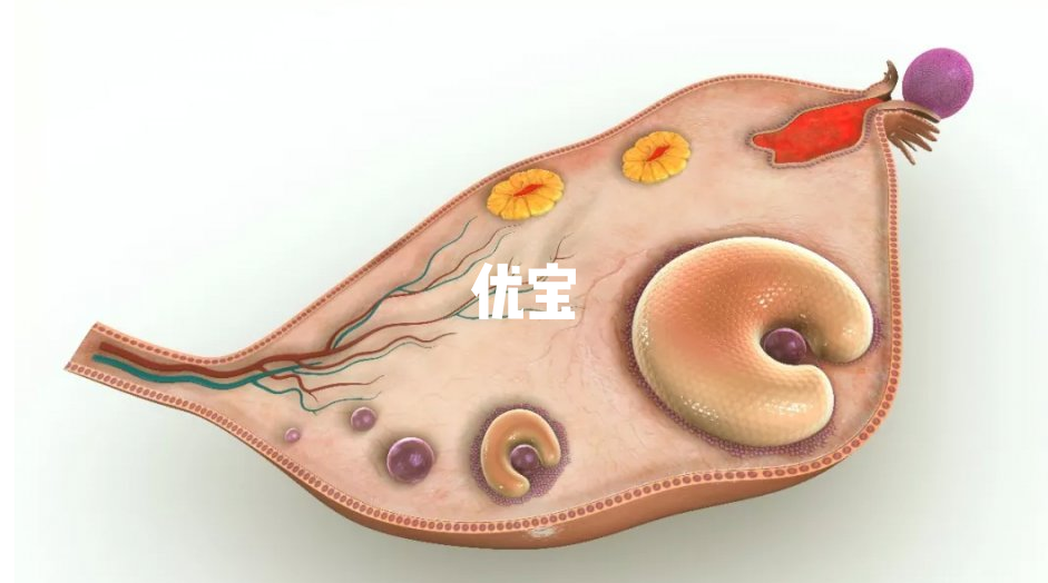 卵泡小受精能力低