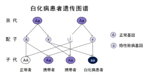 白化病的遗传方式