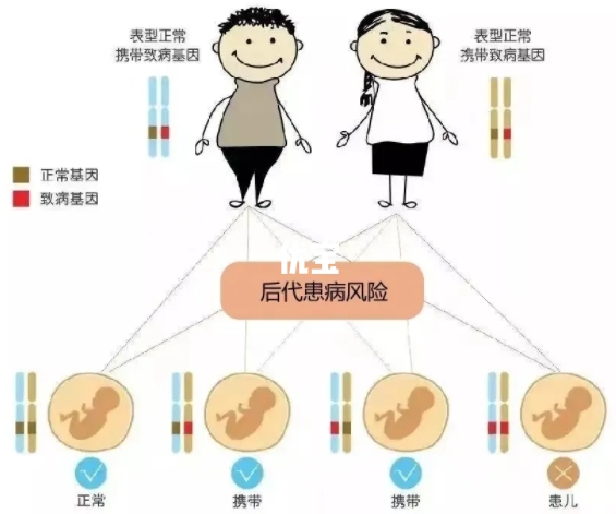 2型努南综合征后代患病风险