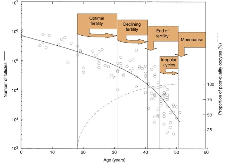 女性年龄与卵泡数的关系