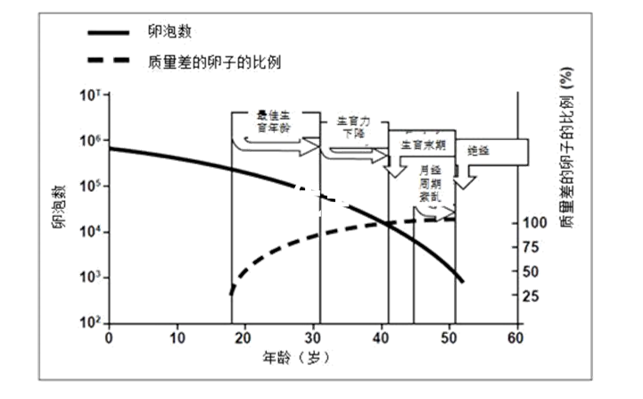 女性年龄与卵子质量