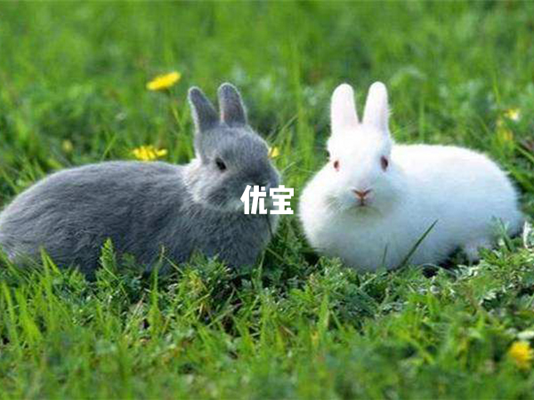 屬兔生蛇寶寶和龍寶寶都不錯