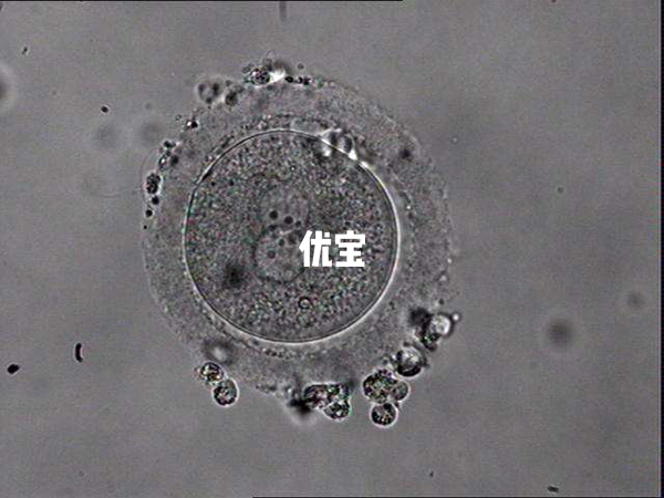 试管1pn和2pn相比2pn更好一些