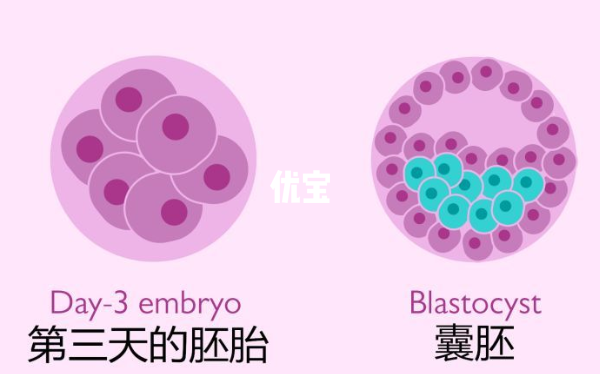 2pn几级胚胎胚是不定的