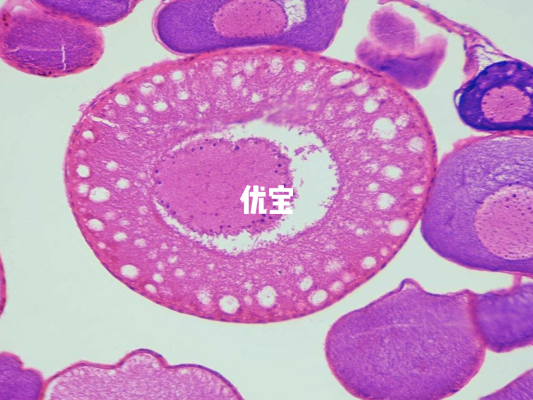 优势卵泡的怀孕几率较高