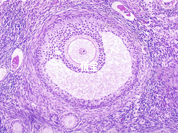 优势卵泡不一定都能成熟