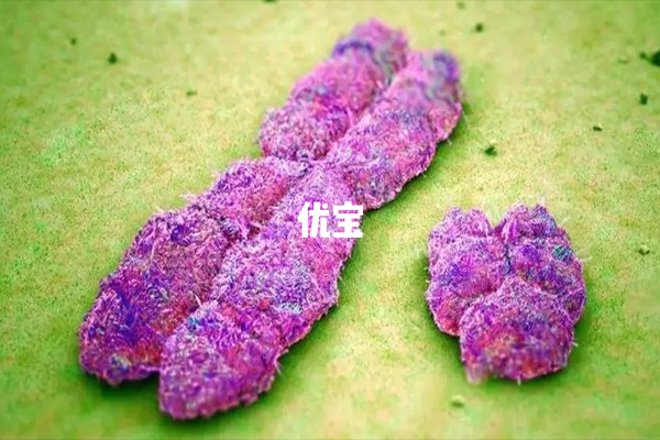 染色体大y和小y的区别总结