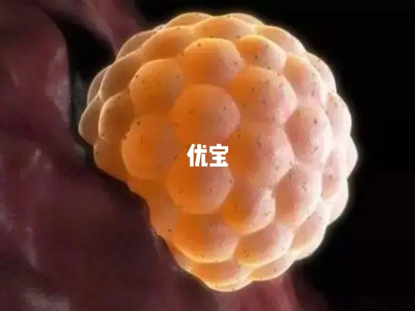 胚胎移植到子宫后会快速分裂