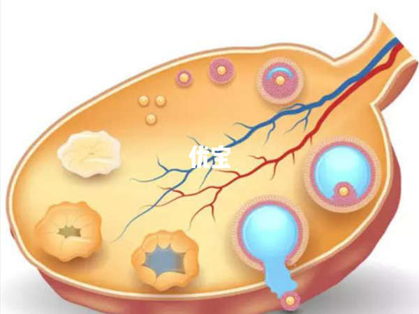 闭锁卵泡含义解析