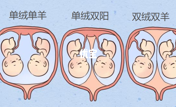 单绒单羊中间没有隔断