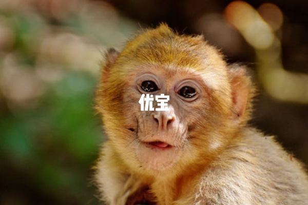 最旺猴的五個屬相