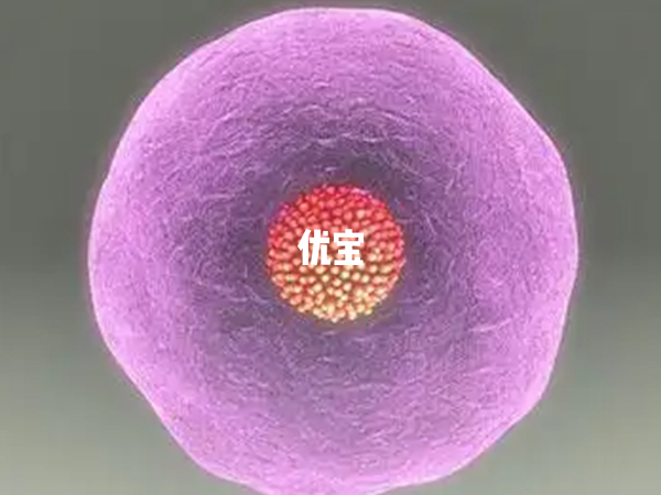 胰島素抵抗會造成卵子質量不佳