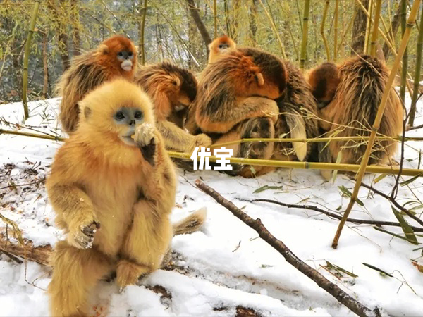 8月屬猴人最命苦