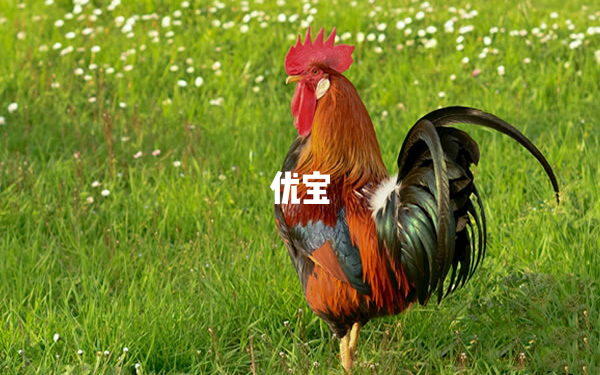 2025年的属鸡人爱情甜蜜