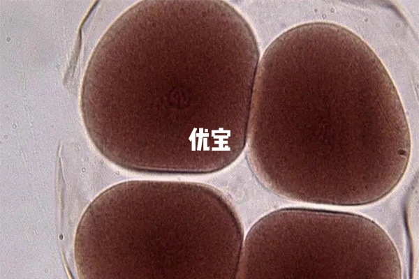 29岁14个基础卵泡是正常的