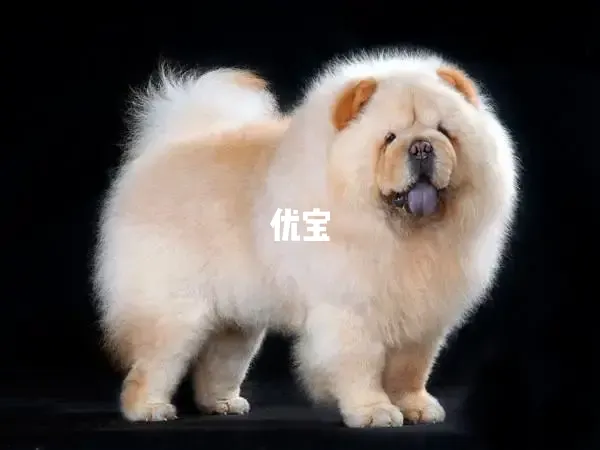 孕妇梦见藏獒不同情形的含义