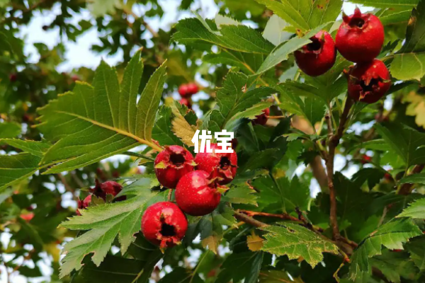 试管移植后不能吃山楂